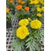 Marigold